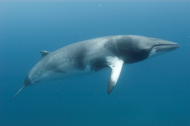 Ballena minke (foto blog.livedoor.jp)