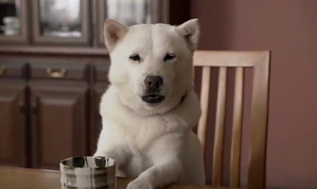 Perro