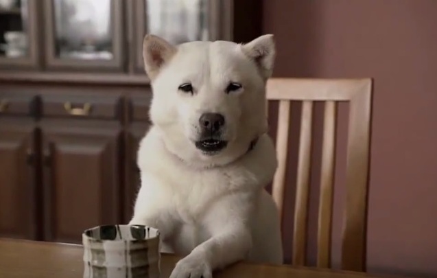 Perro