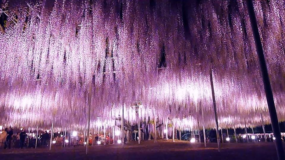Hikari no hana no niwa en Tochigi ken Ashikaga Flower Park