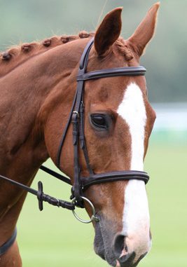 Caballo