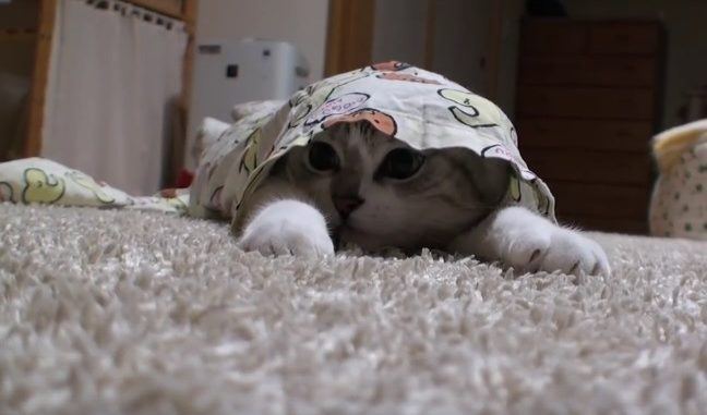 Gato