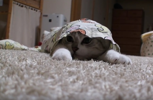Gato