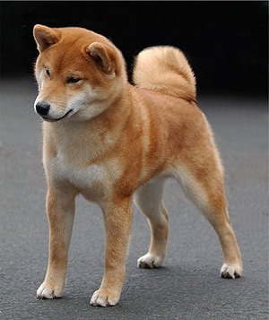 Perro
