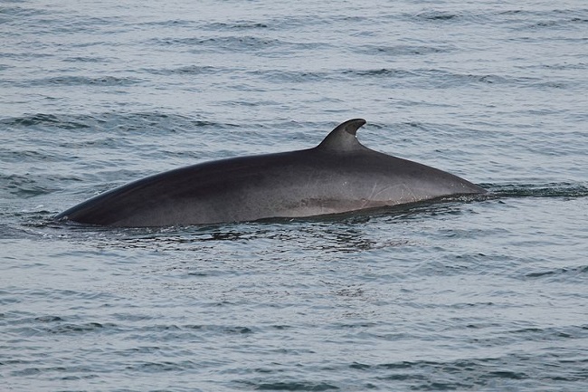 Foto: Cephas/Wikipedia