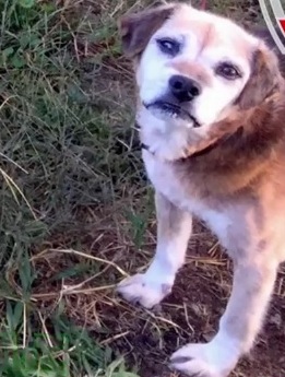 Perro