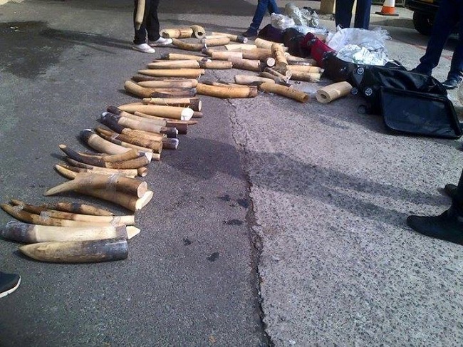 Foto: Enviromental Investigation Agency
