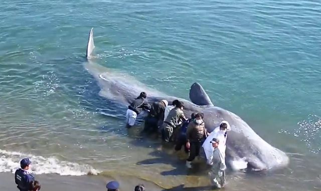 Ballena