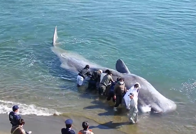 Ballena
