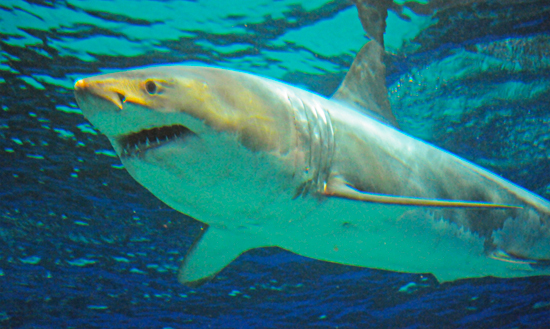 Gran tiburón blanco