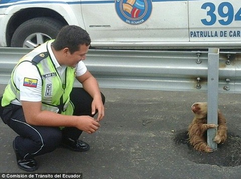 Oso perezoso rescatado en Ecuador.