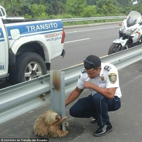 Oso perezoso rescatado en Ecuador 3