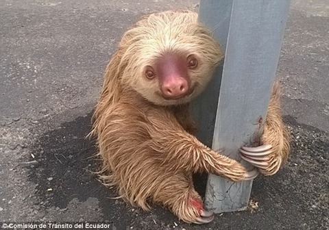 Oso perezoso rescatado en Ecuador