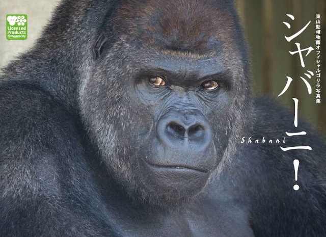 Shabani
