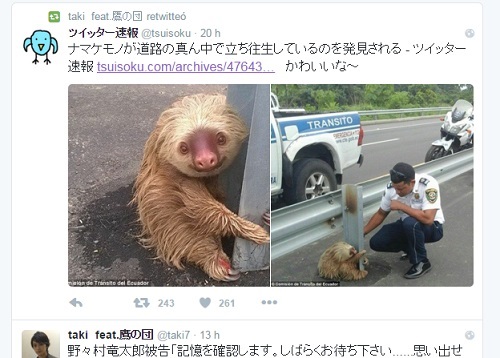 Tweet japones de oso perezoso en Ecuador