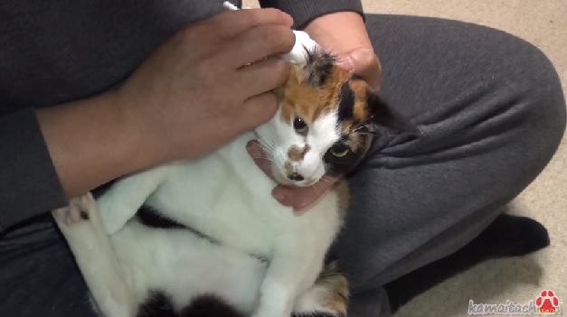 la oreja de tu gato