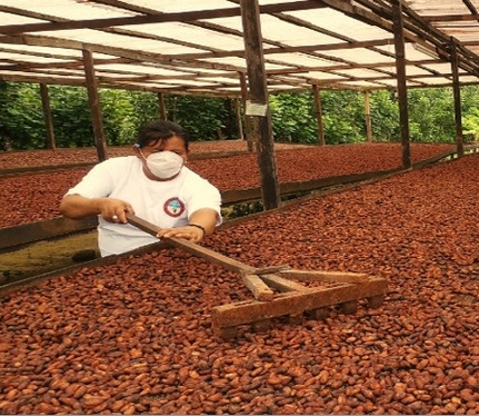 Cacao