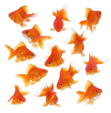 Carpa dorada