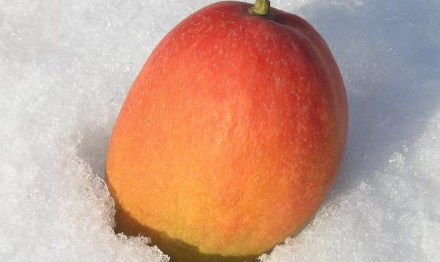 Mango