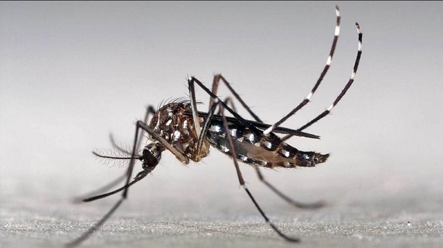 Mosquito