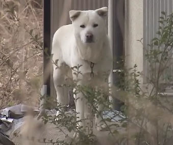 Perro