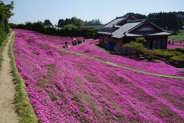 Shintomi