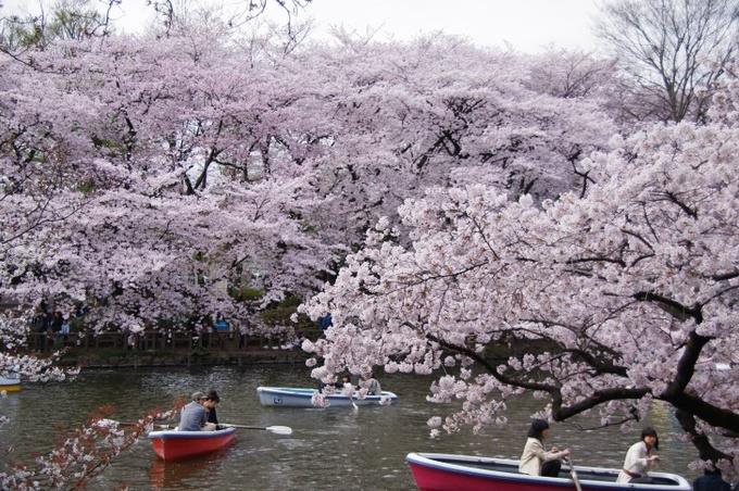 10 Inokashira Onshi Koen en Tokio.