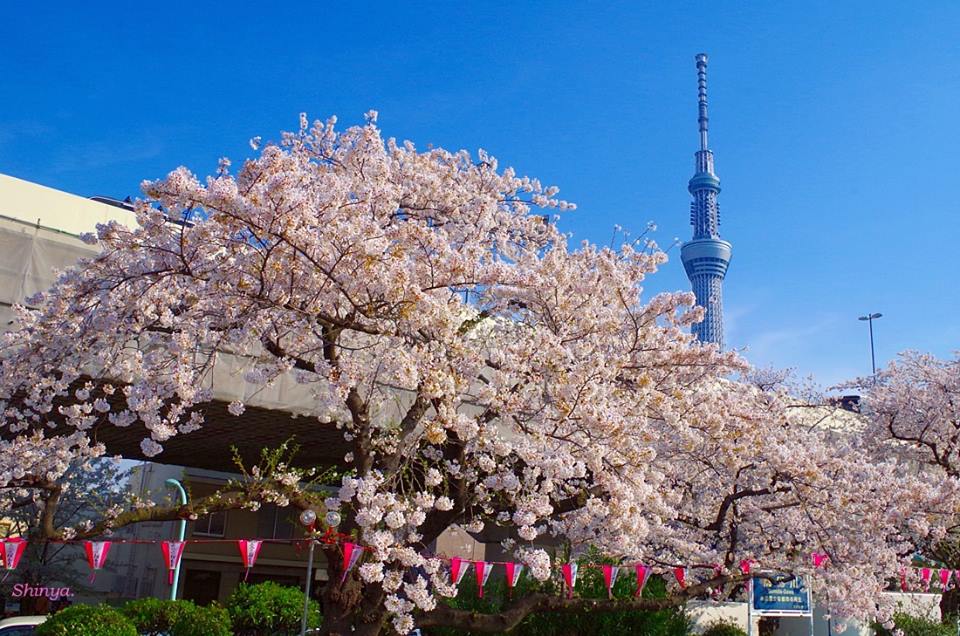 3 Sumida Koen en Tokio.