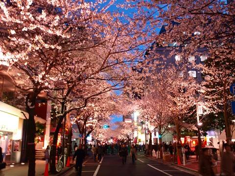 6 Yaesu Sakura dori en Tokio.