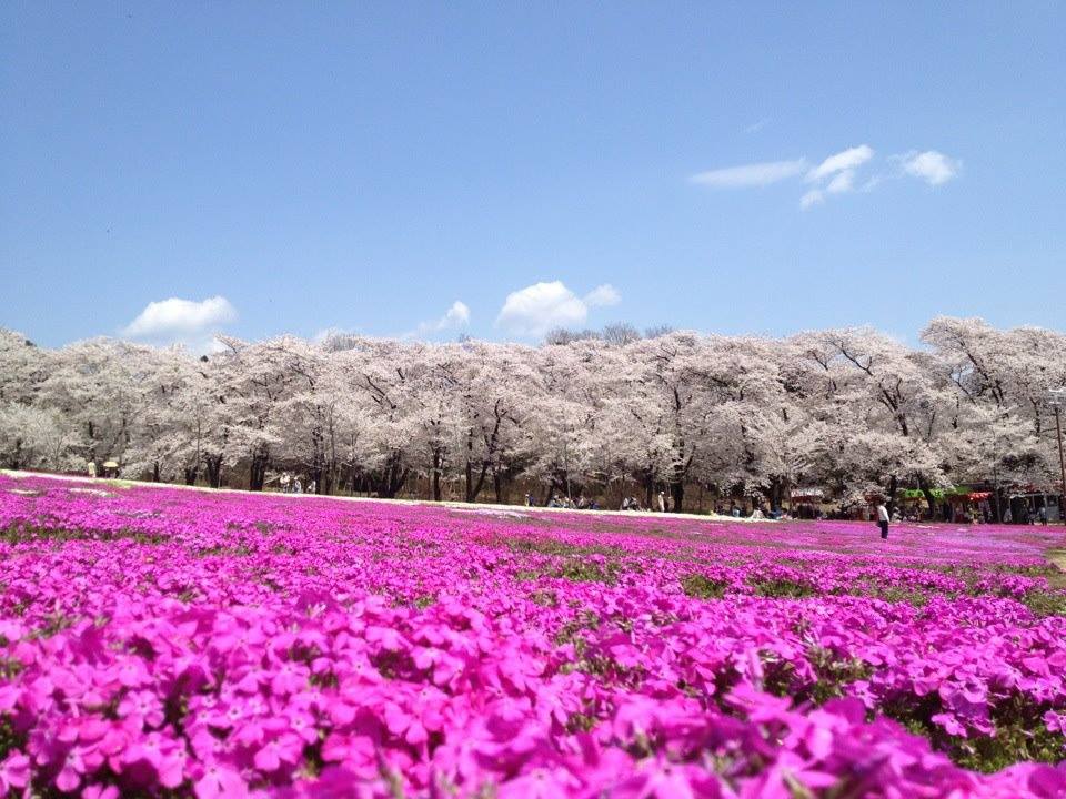 7 Akaginanmen senbonzakura en Maebashi, Gunma.