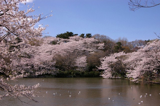 9 Kenritsu Mitsuike Koen en Yokohama, Kanagawa.
