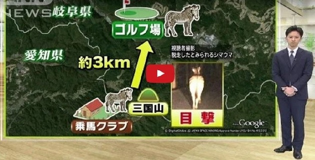 La zebra escapó de un centro de equitación en Aichi. (Imagen TV)