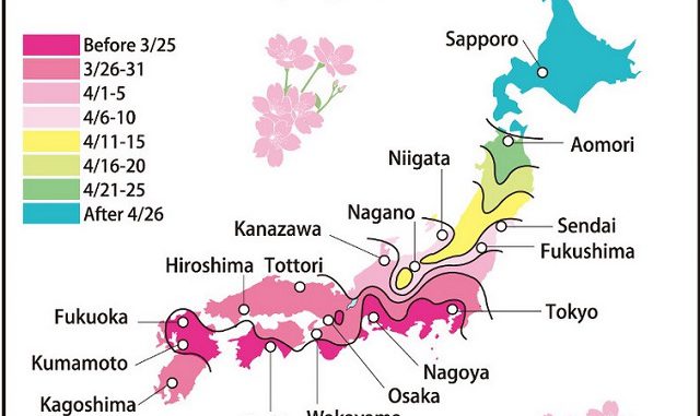 Sakura
