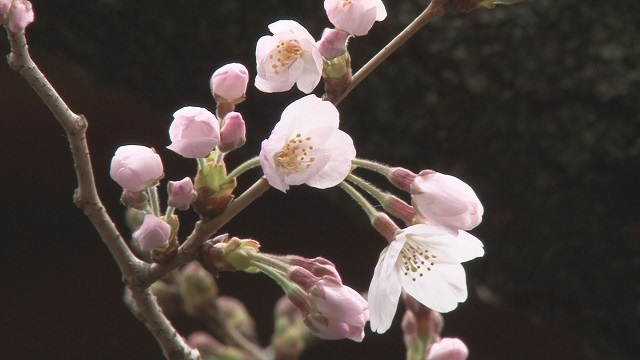Sakura