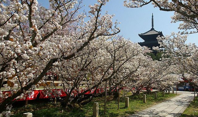 Sakura