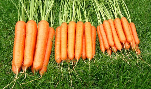 Zanahorias