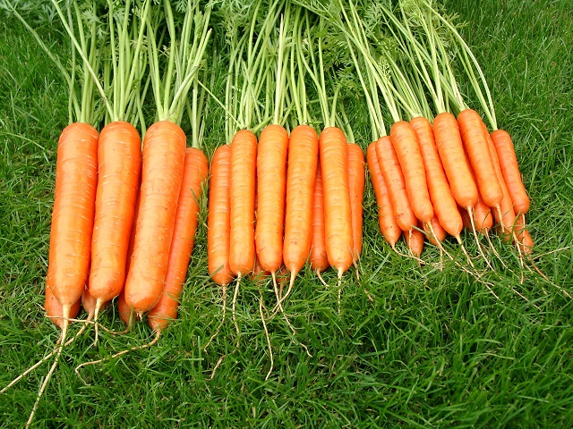 Fotos kingsseedsdirect.com
