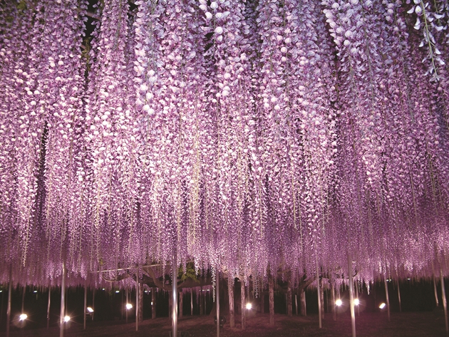 2.Ashikaga Flower Park en Tochigi
