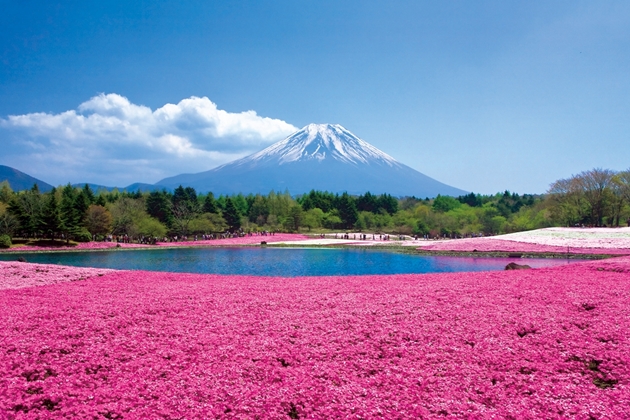 3.Fuji Shiba sakura matsuri en Yamanashi