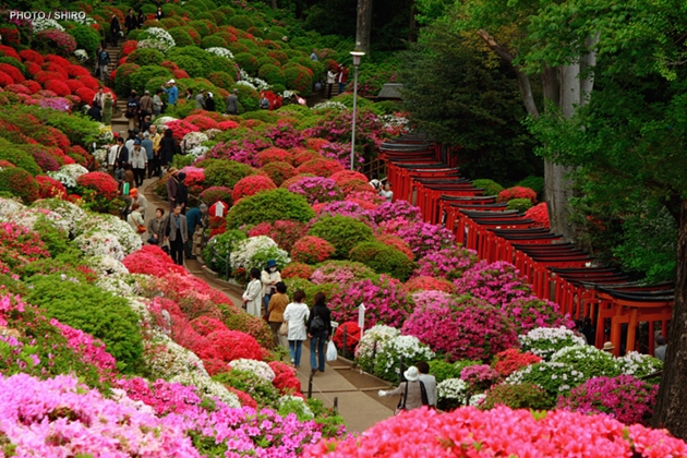 6.Nezu jinja en Tokio