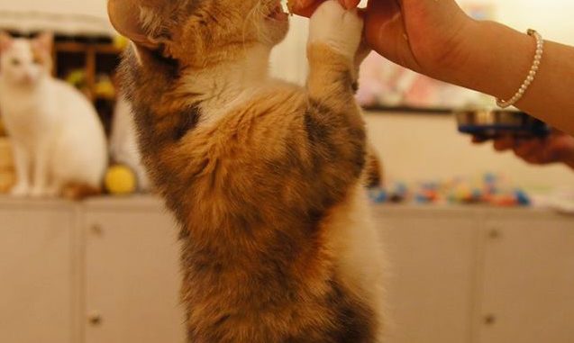 Café de gatos2