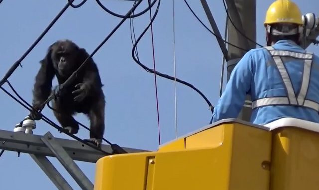 Chimpancé