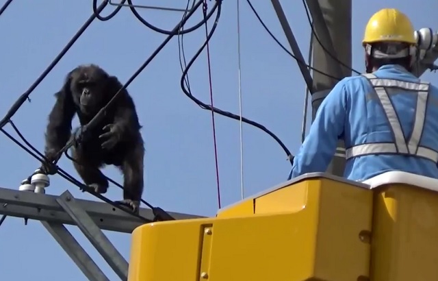 Chimpancé