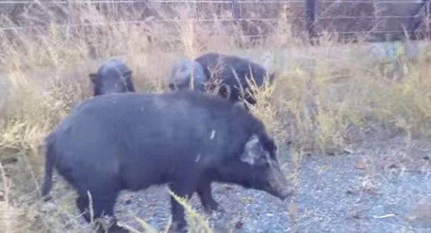Jabalies en Fukushima
