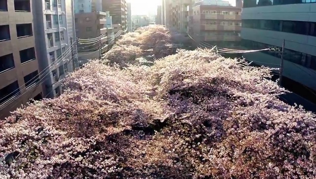 Sakura