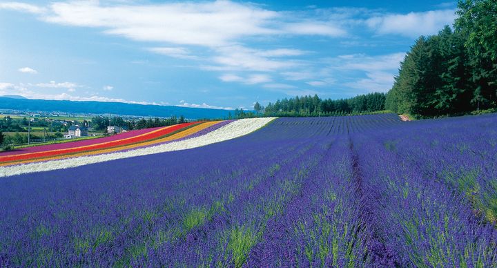 9.Furano no lavender batake en Hokkaido