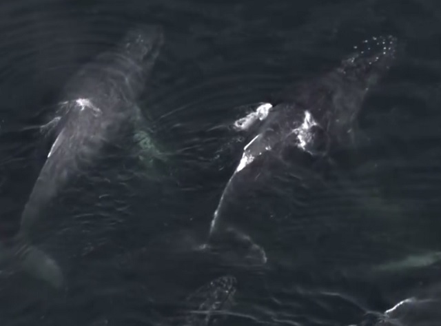 Ballenas