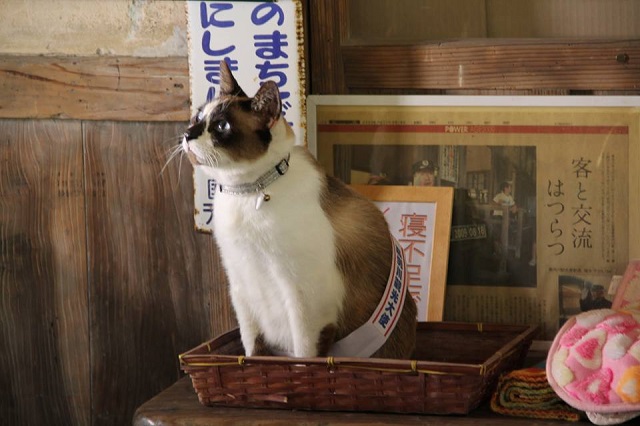 Nyantaro, estrella de la estación de Kareigawa (foto: city-kirishima.jp)