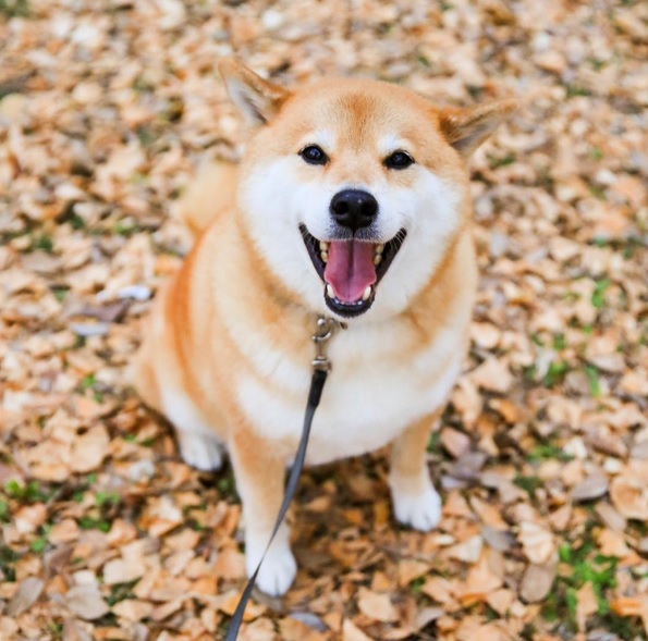Maru