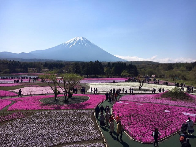 Shibazakura